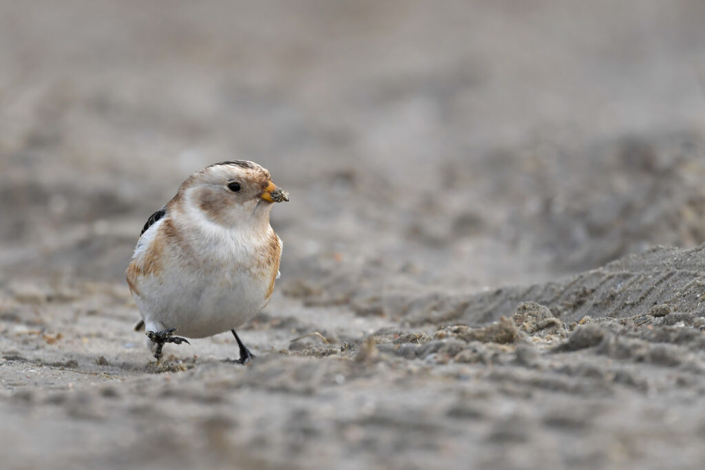 Snow Bunting male adult post breeding, identification