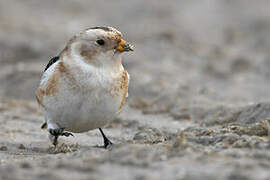 Snow Bunting