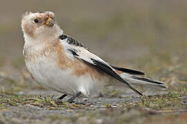 Snow Bunting