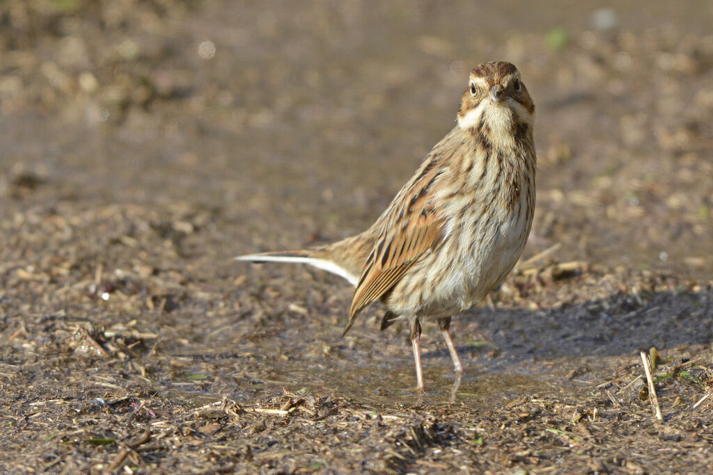 Common Reed Bunting