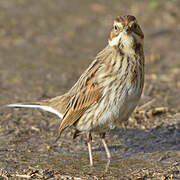 Common Reed Bunting