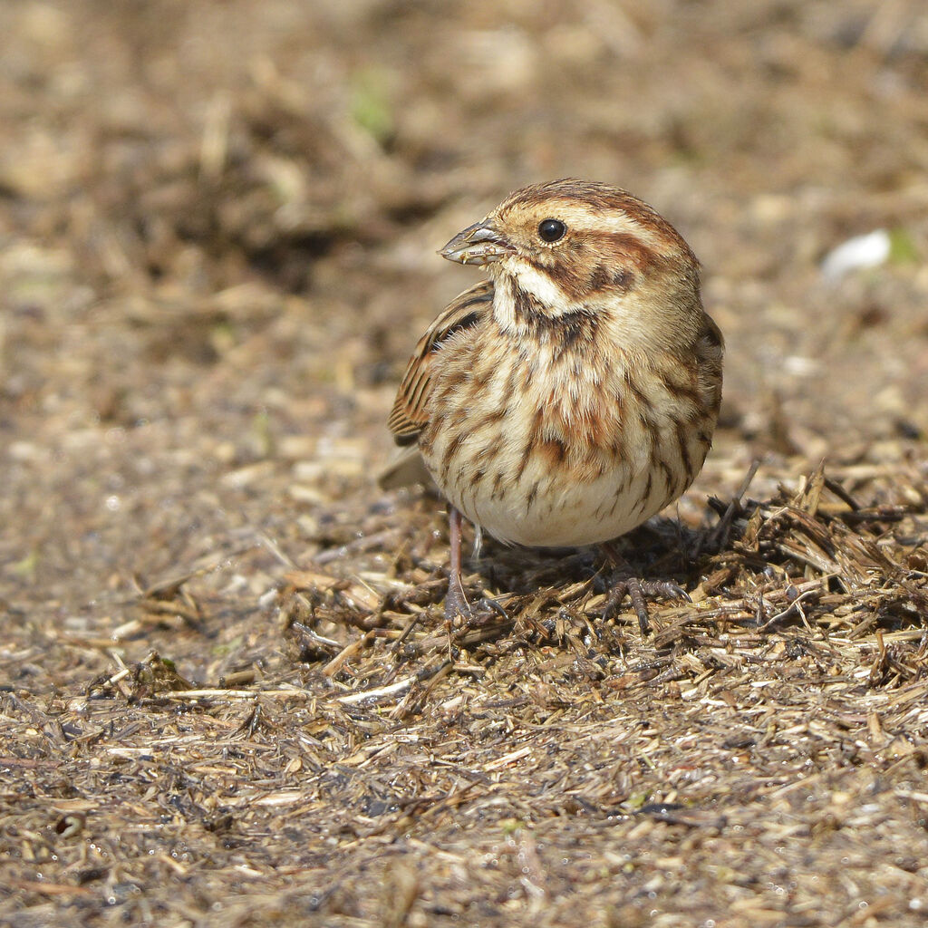 Bruant des roseaux femelle adulte