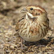 Common Reed Bunting