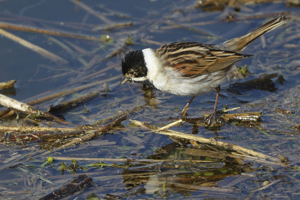 Common Reed Bunting male adult breeding