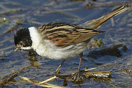 Common Reed Bunting