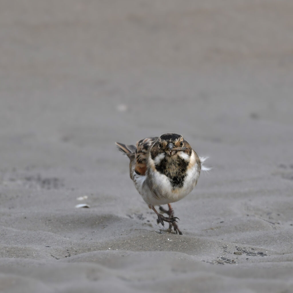 Common Reed Bunting male adult breeding, identification