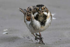 Common Reed Bunting