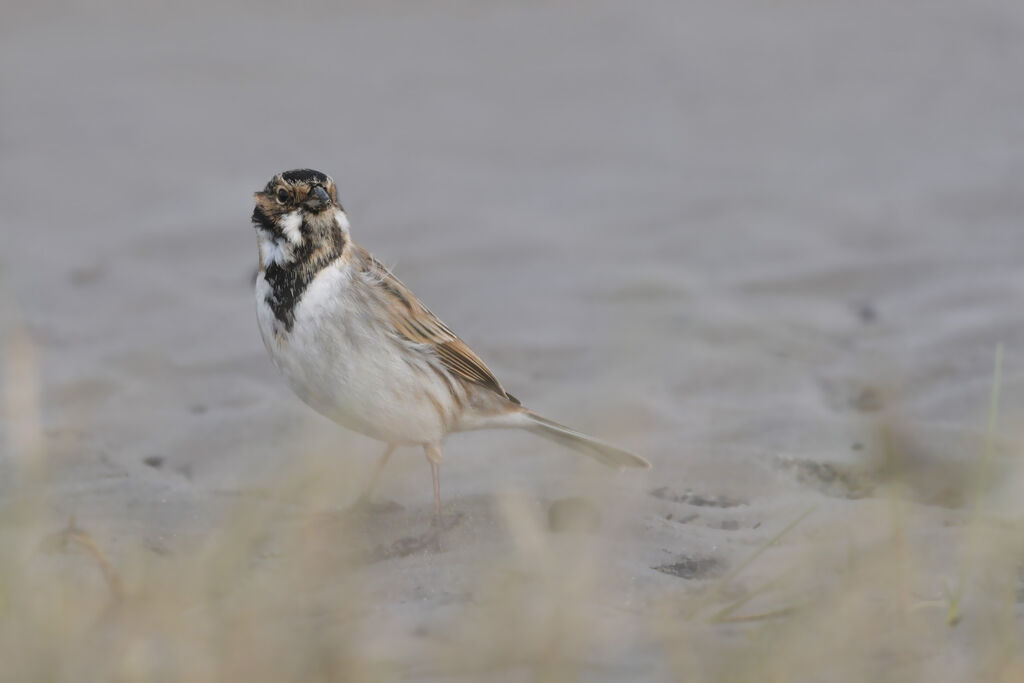 Common Reed Bunting male adult breeding, identification