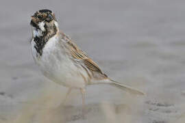 Common Reed Bunting