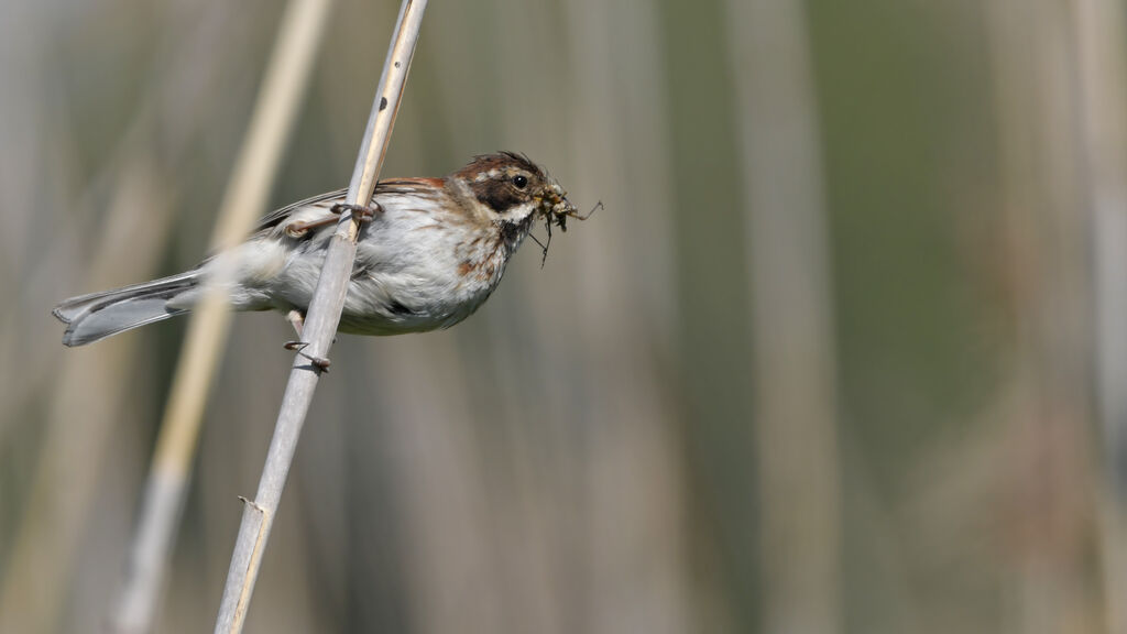 Common Reed Bunting female adult, Behaviour