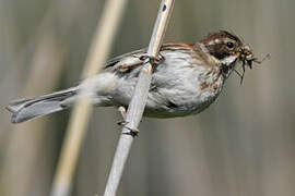 Common Reed Bunting