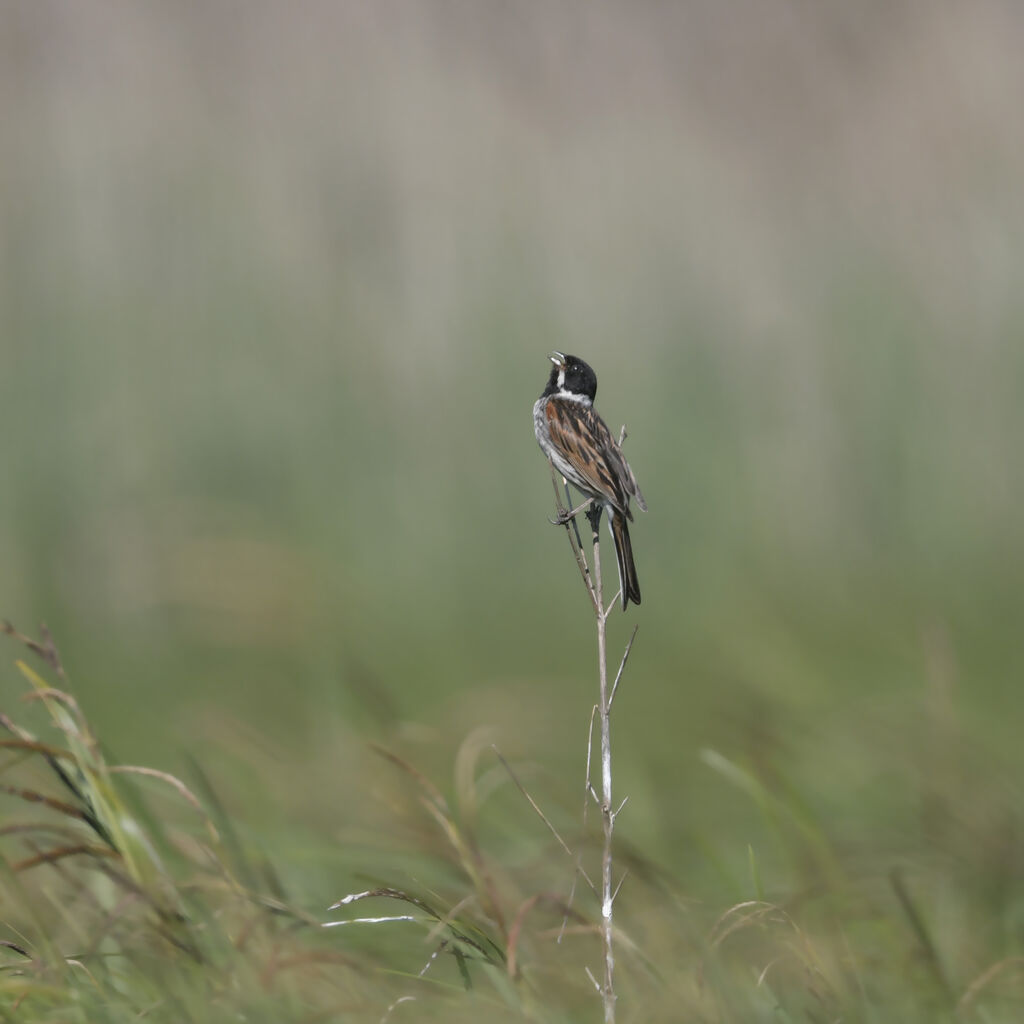 Common Reed Bunting male adult breeding, identification, song