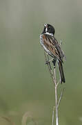 Common Reed Bunting