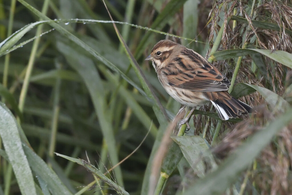 Common Reed Bunting female adult, identification