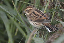 Common Reed Bunting