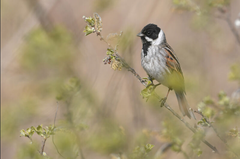 Common Reed Bunting male adult breeding, identification