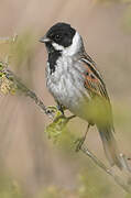 Common Reed Bunting