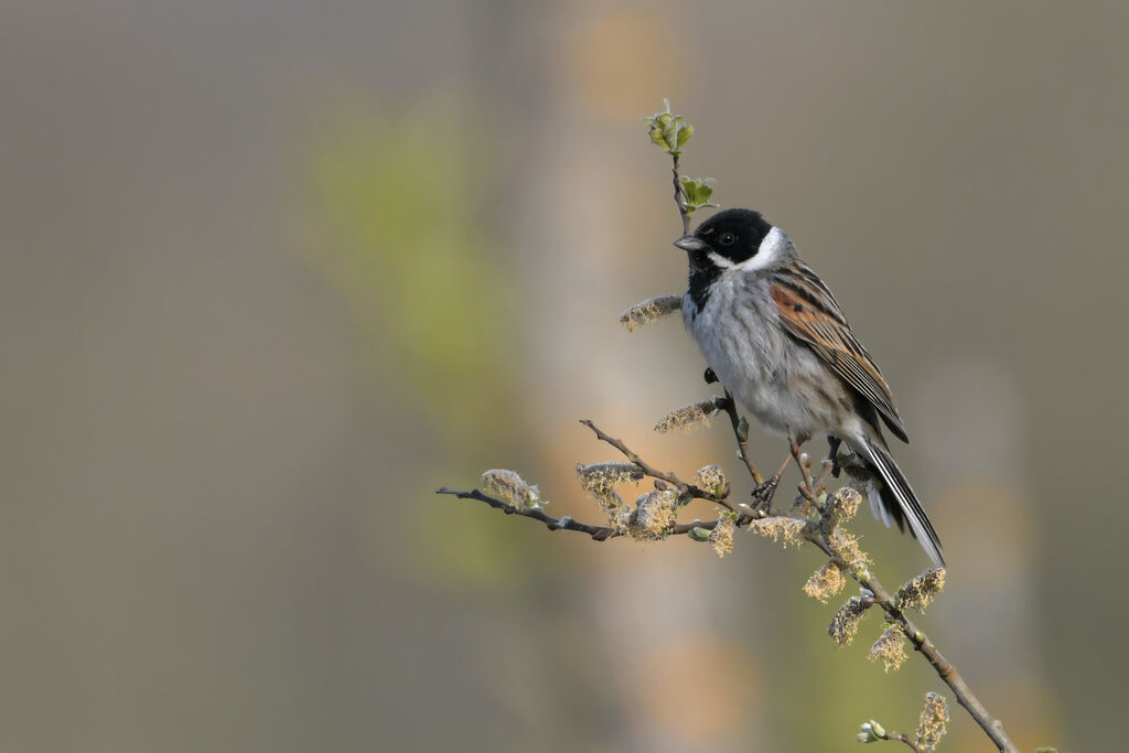 Common Reed Bunting male adult breeding, identification