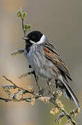 Common Reed Bunting