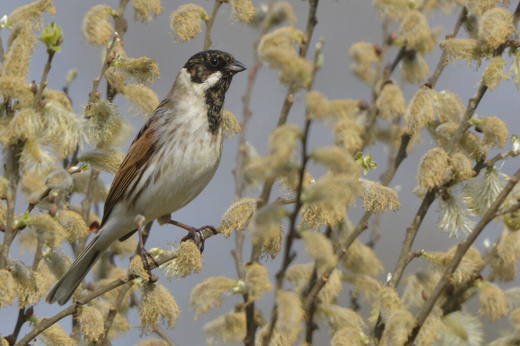 Bruant des roseaux mâle adulte nuptial, identification