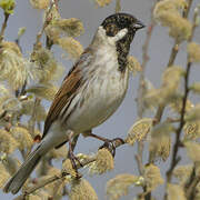 Common Reed Bunting