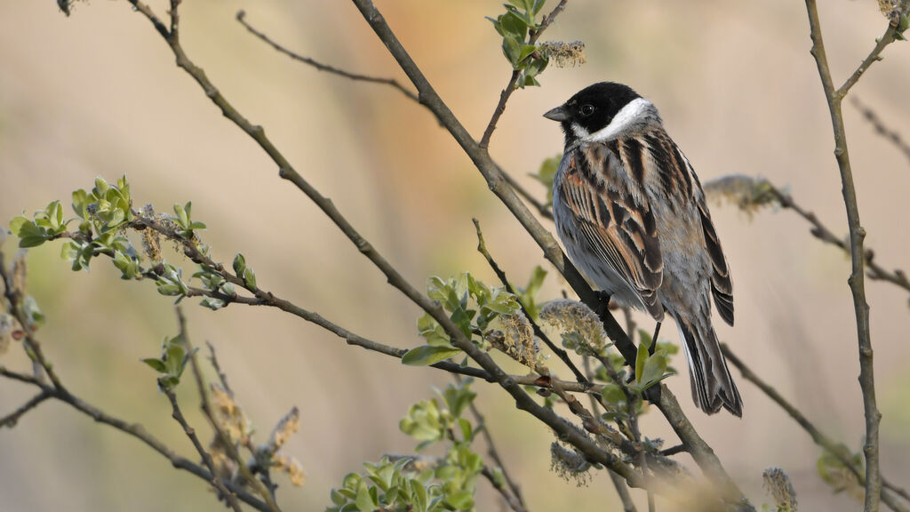 Bruant des roseaux mâle adulte nuptial, identification