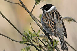 Common Reed Bunting