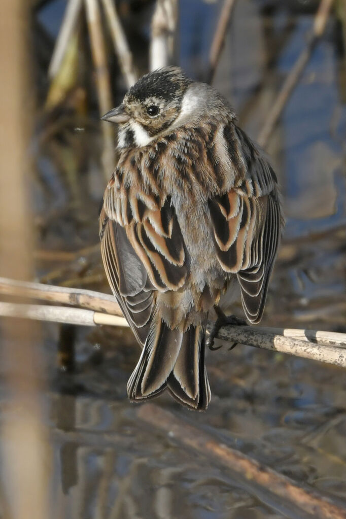 Bruant des roseaux mâle adulte transition, identification