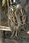 Common Reed Bunting