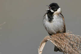 Common Reed Bunting