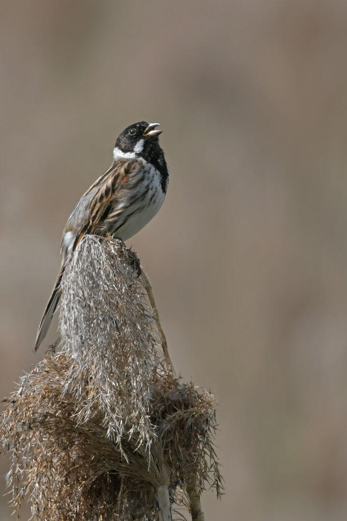 Common Reed Bunting male adult breeding, song