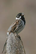 Common Reed Bunting