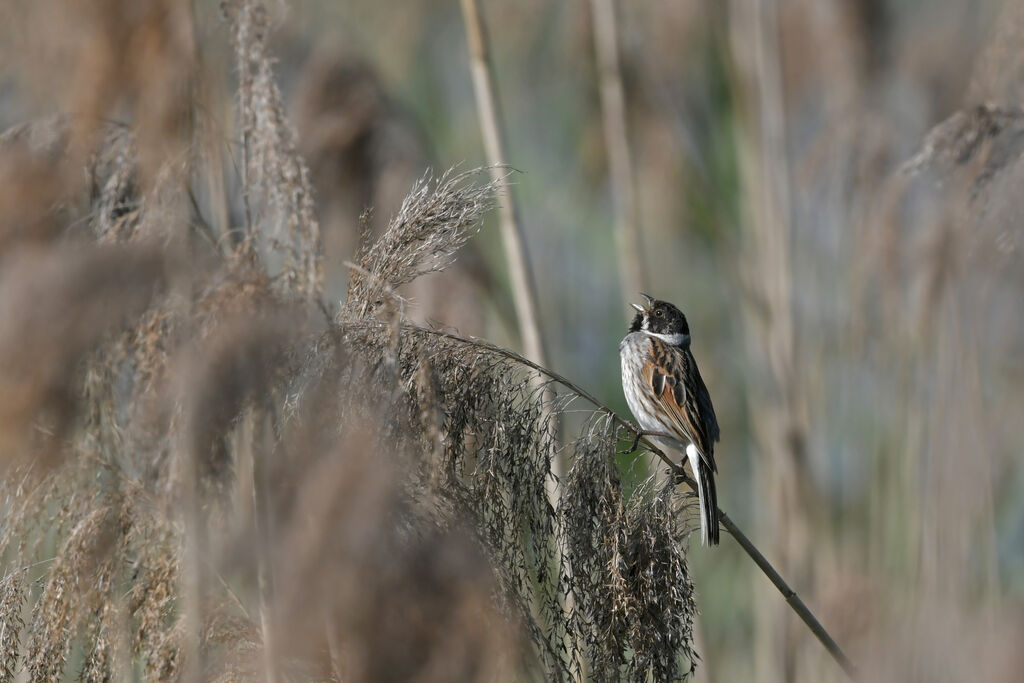 Bruant des roseaux mâle adulte nuptial, habitat, chant