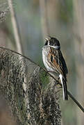 Common Reed Bunting