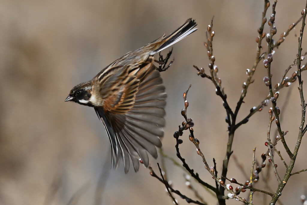 Bruant des roseaux mâle adulte transition, Vol