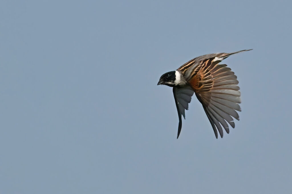 Bruant des roseaux