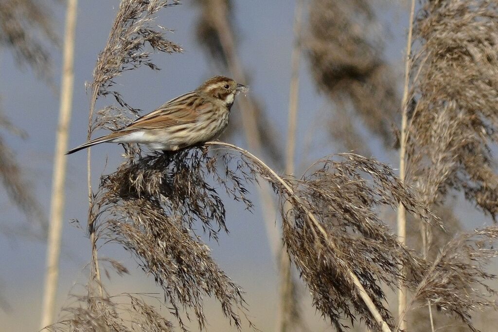 Common Reed Bunting