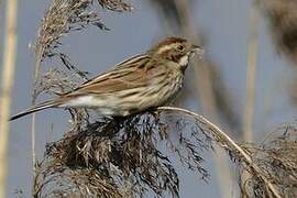 Common Reed Bunting