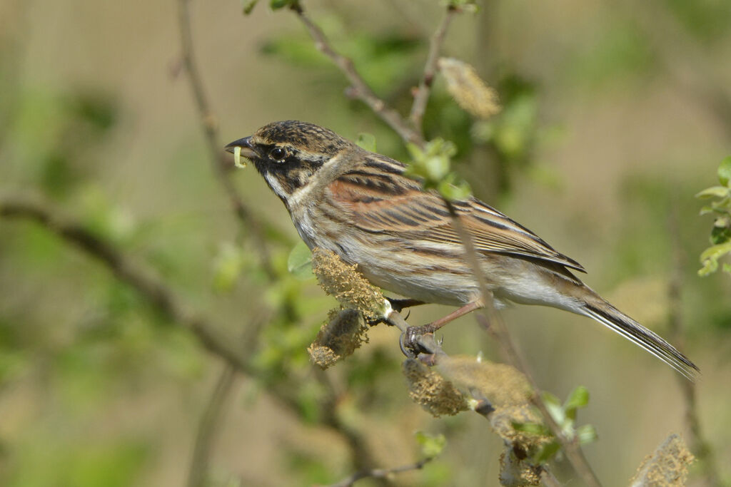 Common Reed Bunting, feeding habits