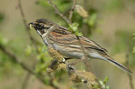 Bruant des roseaux