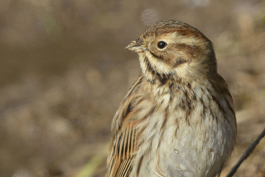 Bruant des roseaux, identification