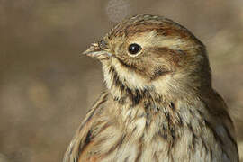 Common Reed Bunting