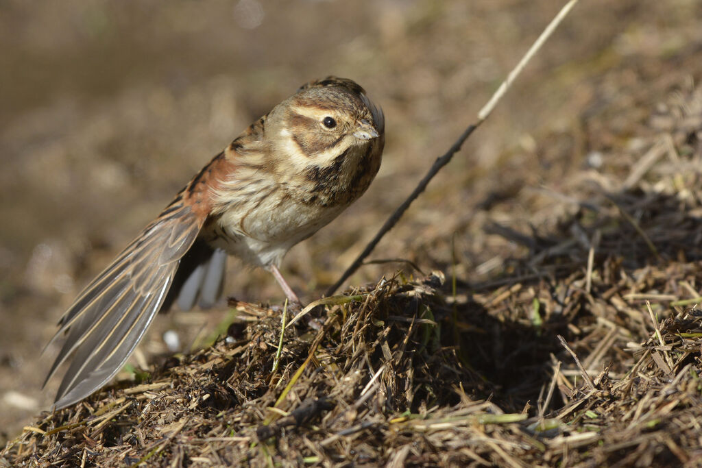 Common Reed Bunting