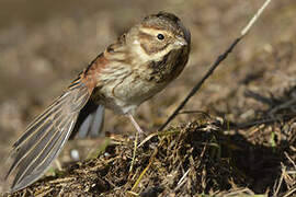 Common Reed Bunting