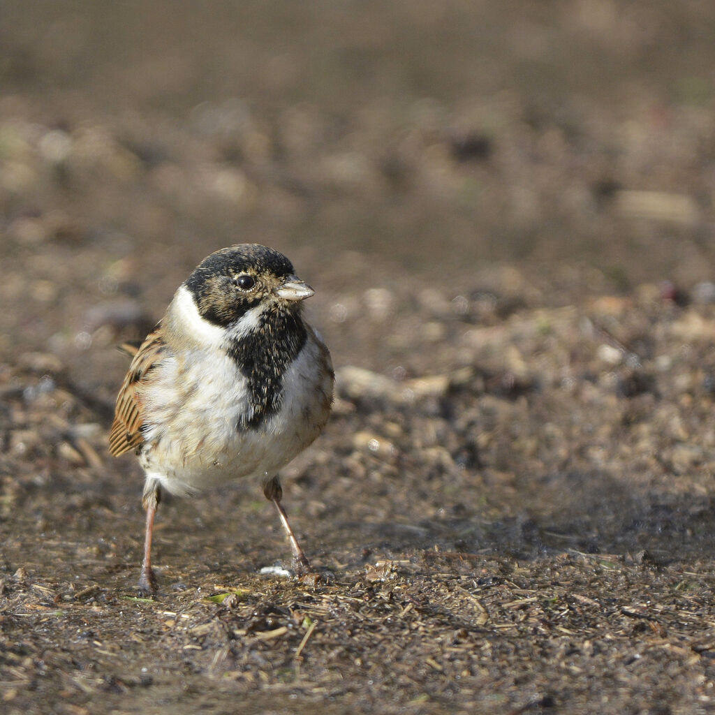 Common Reed Bunting male adult breeding, identification