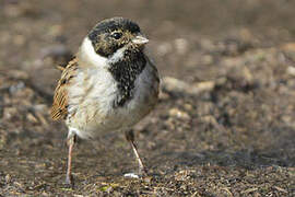 Common Reed Bunting