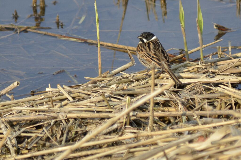 Common Reed Bunting male adult breeding, identification