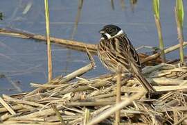 Common Reed Bunting