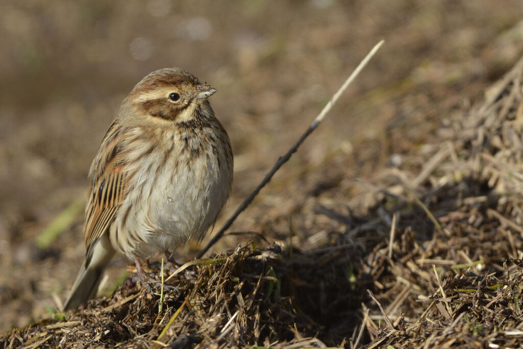 Common Reed Bunting