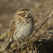 Common Reed Bunting